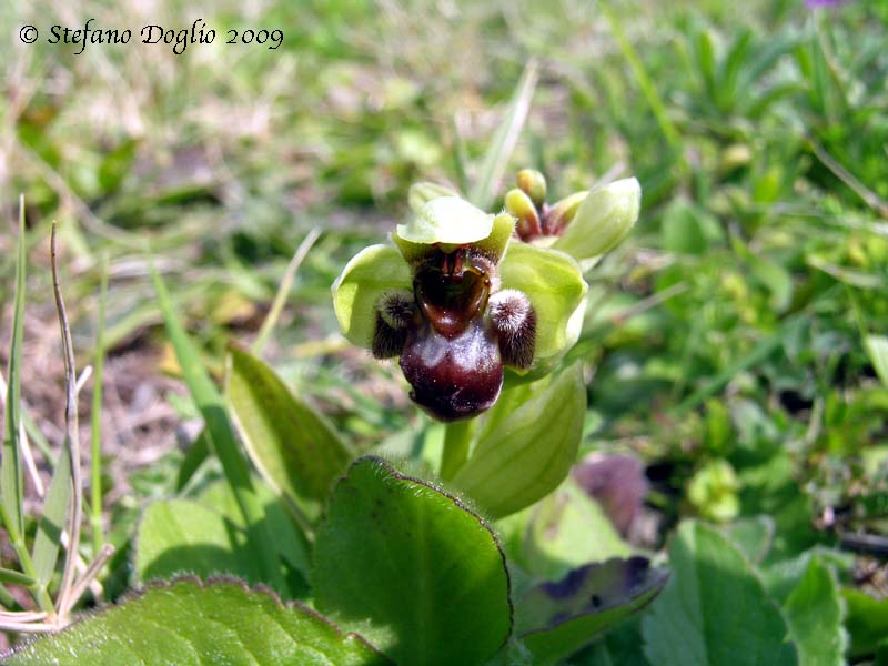 orchidee del Salento